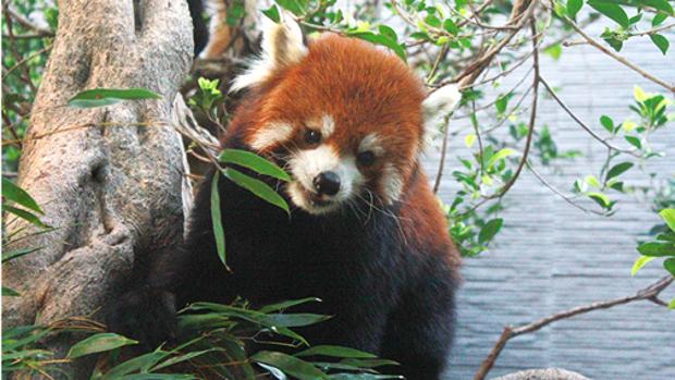El panda rojo no es una especie, sino dos