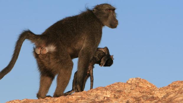 Madre babuína cargando a su cría muerta