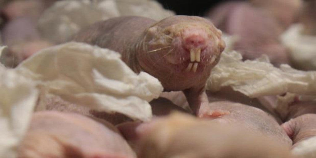 Descubren La Kriptonita De Las Super Ratas Topo Desnudas El Dioxido De Carbono