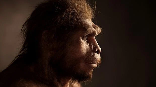 Reconstrucción de un Homo erectus