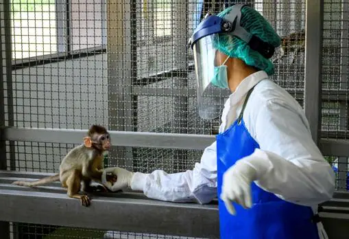 Un técnico juega con un mono en el Centro Nacional de Investigación de Primates de Tailandia de la Universidad Chulalongkor, en Saraburi. En mayo comenzaron a probar candidatos a vacuna frente a la COVID-19 en monos