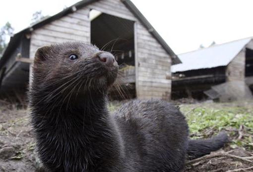 Dinamarca decidió sacrificar a 15 millones de visones para evitar la transmisión de una nueva variante de coronavirus