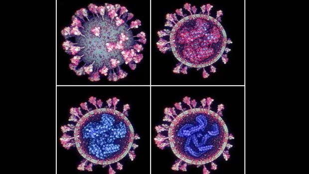 En la imagen superior izquierda, el coronavirus SARS-CoV-2 en su membrana externa; en la superior derecha se puede observar el ARN; en las imágenes inferiores se puede ver un corte transversal del virus