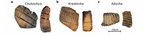 Las muestras de los tres mamuts halladas en Siberia