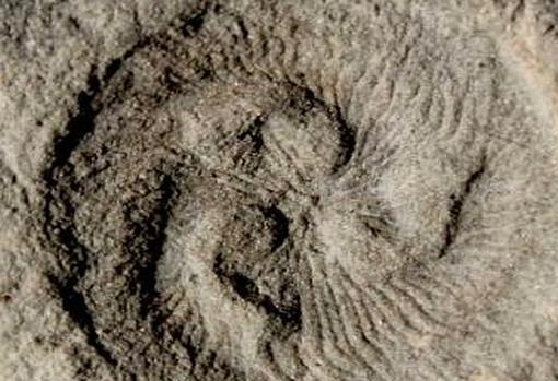 Tribrachidium, uno de los primeros organismos complejos de la Tierra