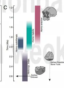Schematic illustration of the temporal ranges of selected hominin species in East Africa during the time duration of this study.
