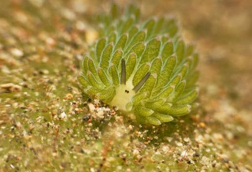 Sea slug Costasiella kuroshimae