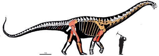 Silhouette of the new titanosaur that shows the remains recovered in different excavation campaigns in different colors.  The light pink ones were excavated in the last century and have been lost