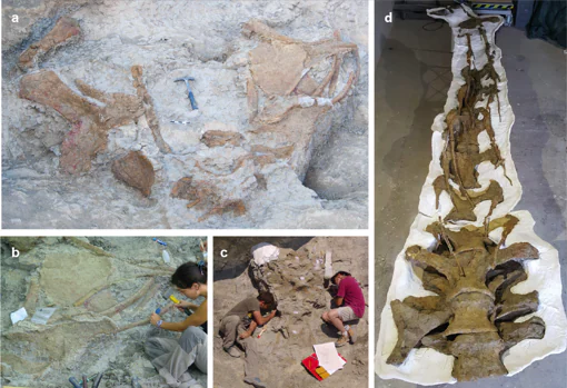 Images of different fossil remains of Abditosaurus kuehnei at the Orcau-1 site (a), of the excavation process (b and c) and of the already prepared neck (d)