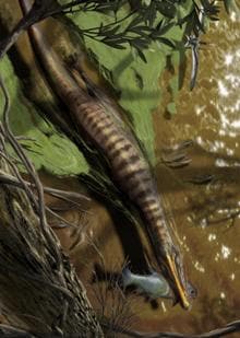 Baryonyx walkeri, an underwater-feeding spinosaurid