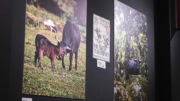 Exposición en Las Ventas
