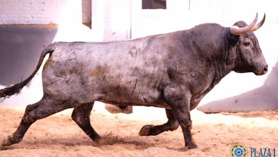 Segundo toro