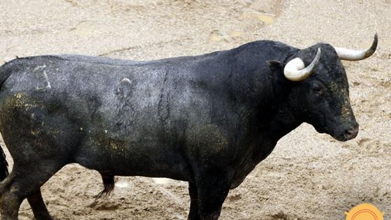 Tercer toro