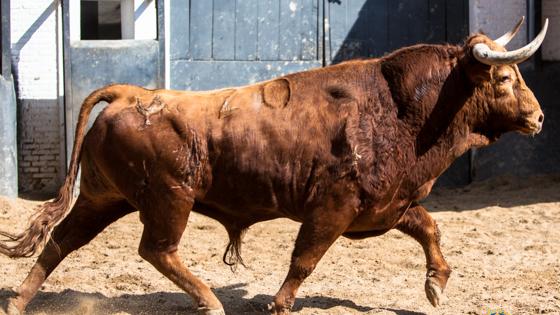 Primer toro