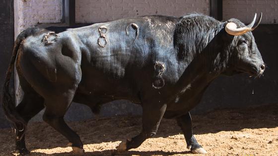 Cuarto toro