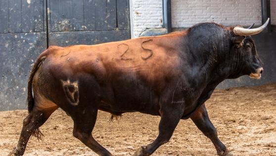 Primer toro