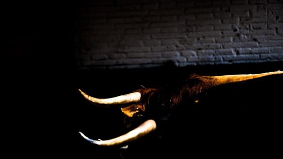 Toros