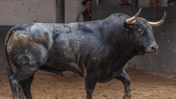 Tercer toro