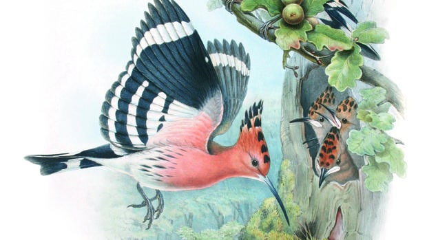 Ilustración de unas abubillas del libro «Aves extraordinarias»