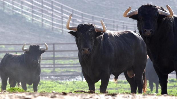 Toros de lidia