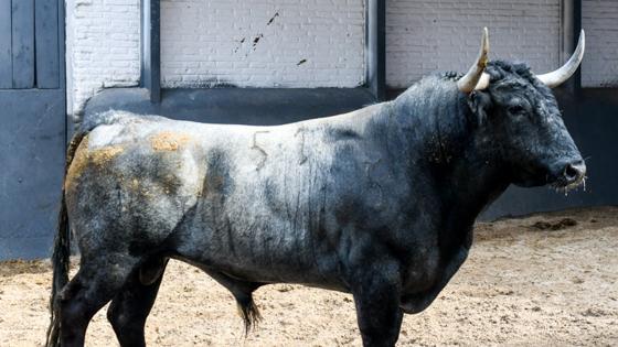 Tercer toro de Victorino