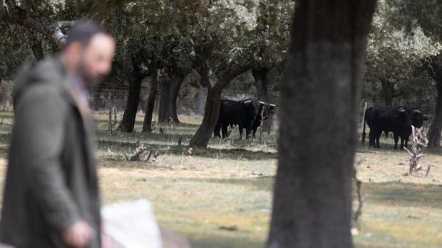 Santiago Abascal, con gando bravo al fondo, en la dehesa charra