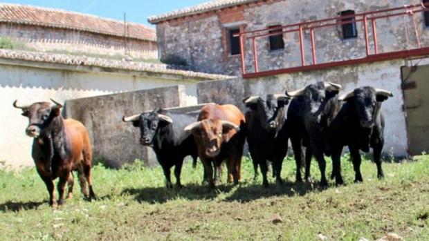 «Zapatero», entre los seis toros que se lidian esta tarde en Briihuega