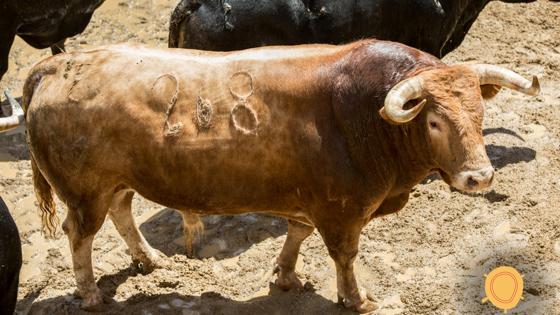 Segundo toro
