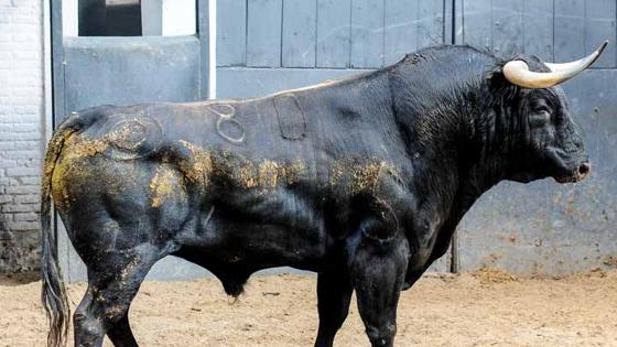 Segundo toro
