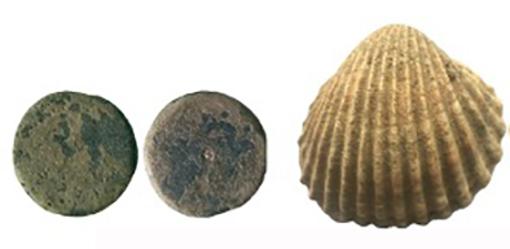 Coins and shell