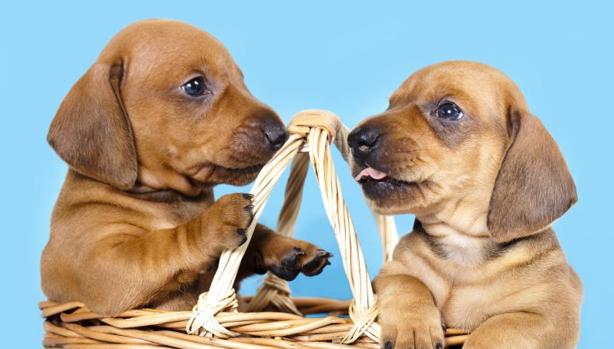 La ley establece que la adquisición de perros y gatos «se deberá realizar por catálogo y medios similares»