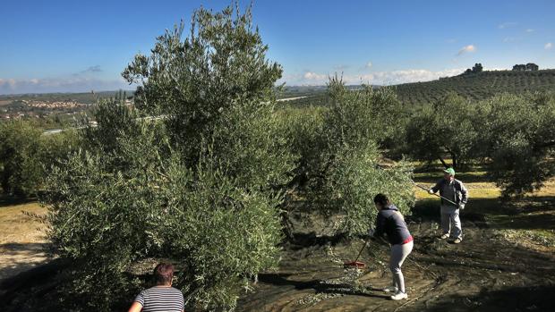 Un grupo de personas recogiendo la cosecha en Jaén