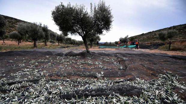 España vendió a EE.UU. 3,5 millones de kilos de aceituna negra entre enero y marzo