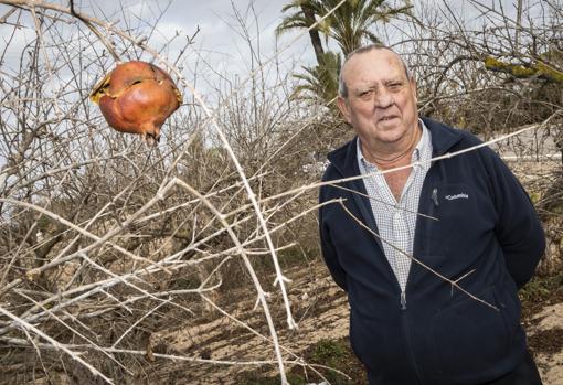 Laureano Gallo, junto a un granado abandonado en Elche (Alicante)