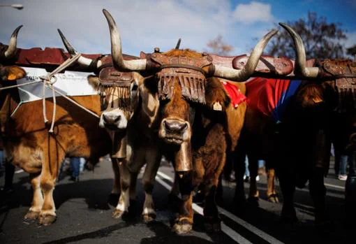 Oxen in the mobilization in defense of the field