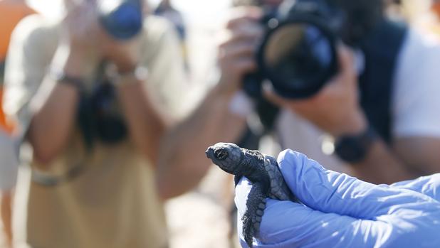 Imagen de una de las crías de tortuga boba