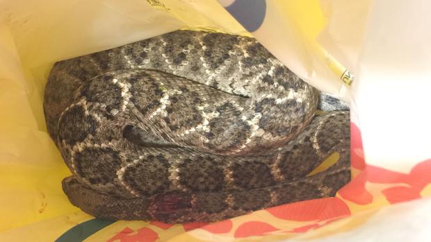 La serpiente de cascabel muerta, en las instalaciones de Faunia