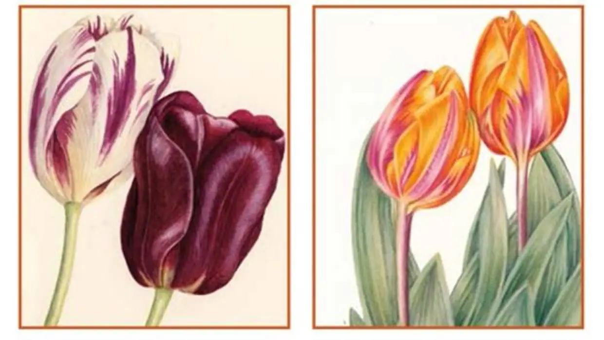 «Tulipa, Tulipae»: Los Tulipanes Como Saber Ilustrado