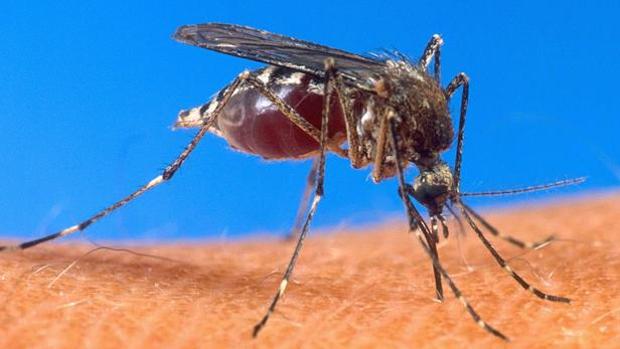 Los mosquitos han vuelto a aparecer por las lluvias de primavera