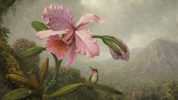 Orquídea y colibrí cerca de una cascada», de Martin Johnson Heade