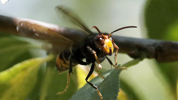 Imagen de una avispa velutina, insecto contra el que las autoridades ya cuentan con un protocolo de lucha