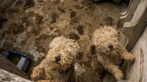 El criadero mantenía a los cachorros rodeados de excrementos