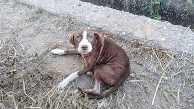 El perro que ha pasado la noche junto al anciano desaparecido en Burriana