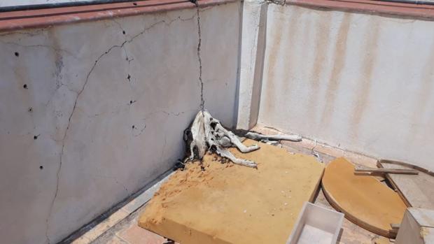 Imagen del perro muerto difundida por la Policía Local de Elche