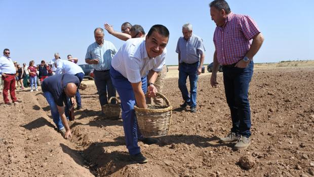 El consejero de Agricultura plantando el bulbo del azafrán a la manera tradicional