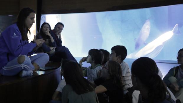 Explicando ciencia junto a las belugas