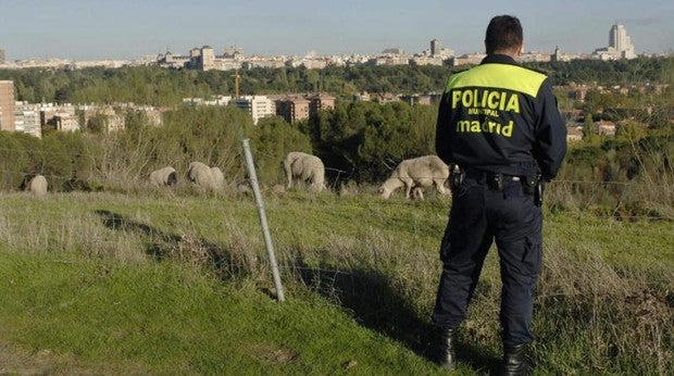 Un rebaño de ovejas come pasto en la Casa de Campo