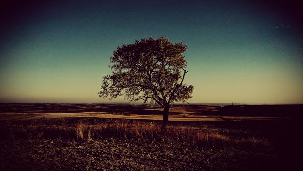 Árbol siolitario en el páramo sagreño