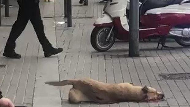 El perro abatido por el guardia urbano