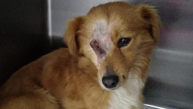 Imagen facilitada por Libera y Fundación Franz Weber del animal maltratado